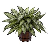 14 inch Triple Silver Queen Plant in Hexagon Vase