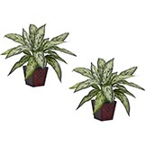 12 inch Silver Queen in Decorative Planter (Set of 2)