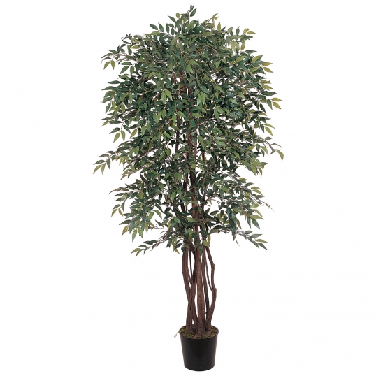 6 foot Smilax Tree: Potted