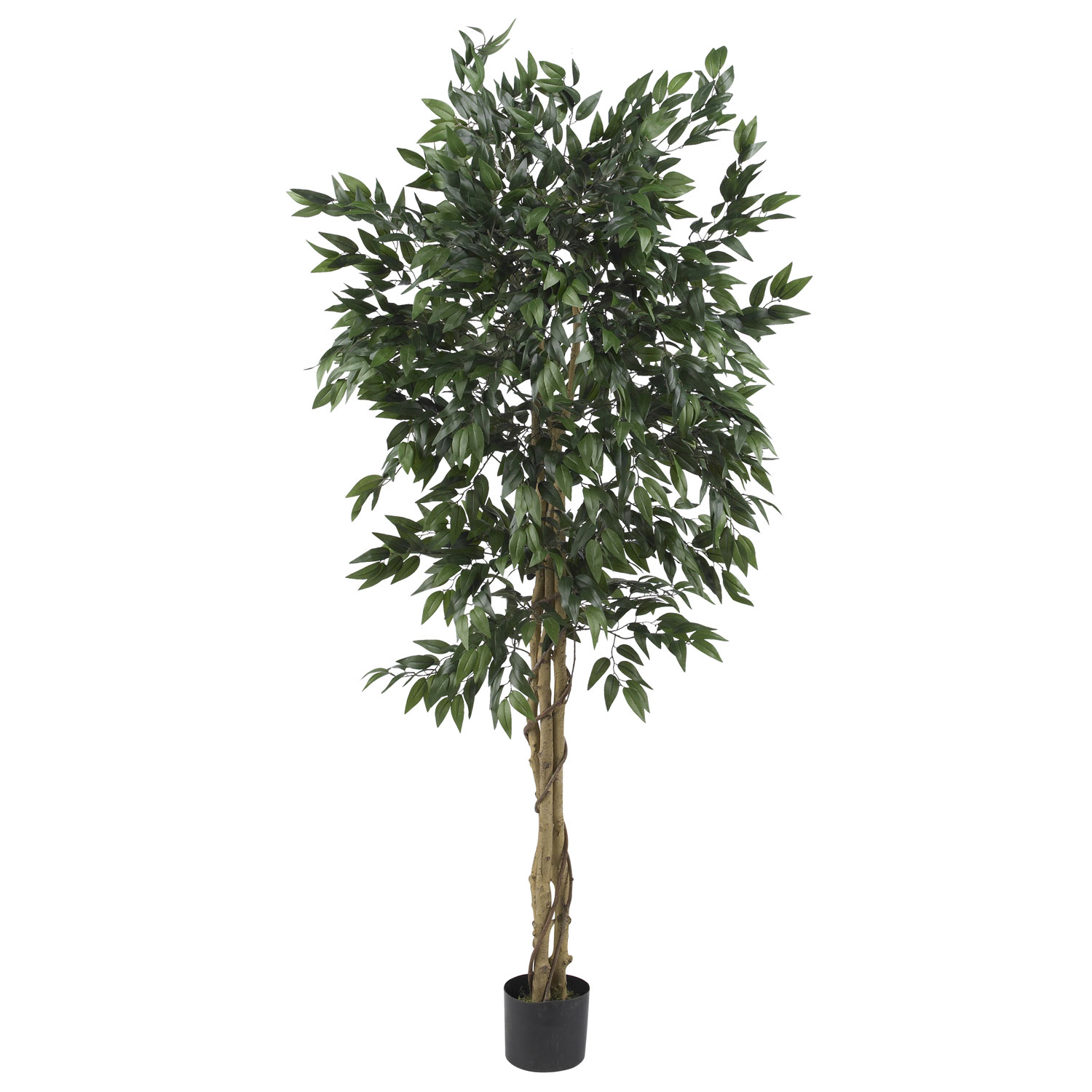 5 Foot Smilax Tree: Potted
