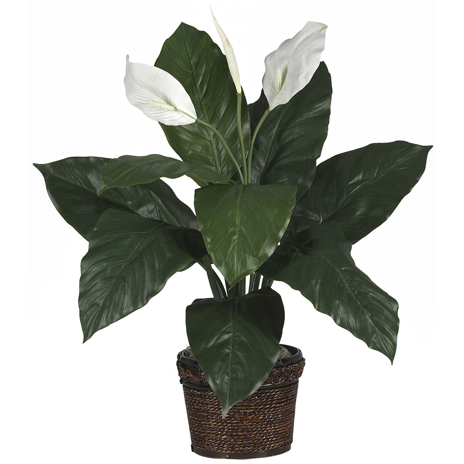 26 Inch Spathiphyllum In Coiled Rope Wicker Planter