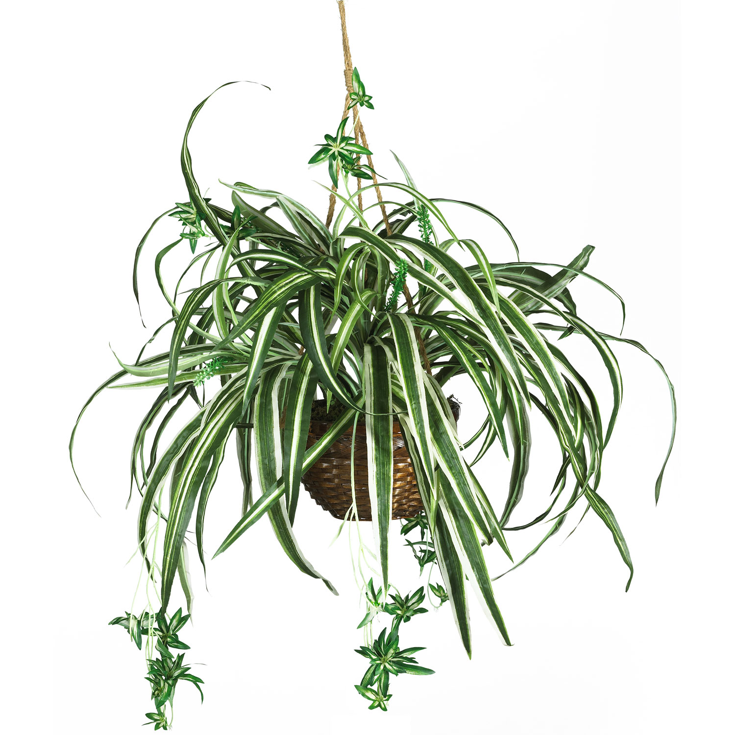 Spider Plant Hanging Basket