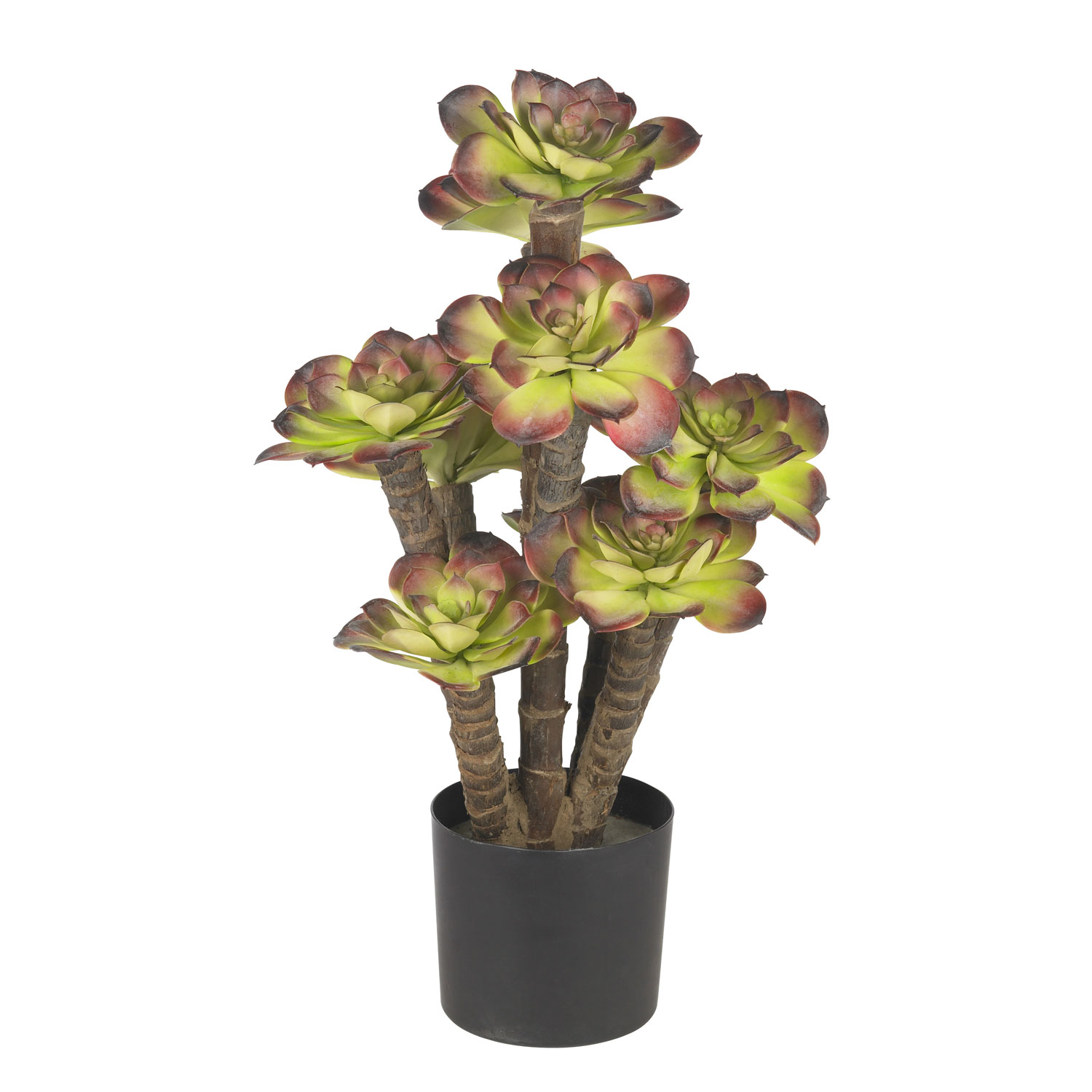 19.5 inch Echeveria: Potted