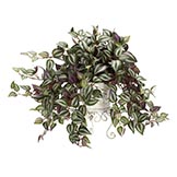 18 inch Wandering Jew in Metal Planter