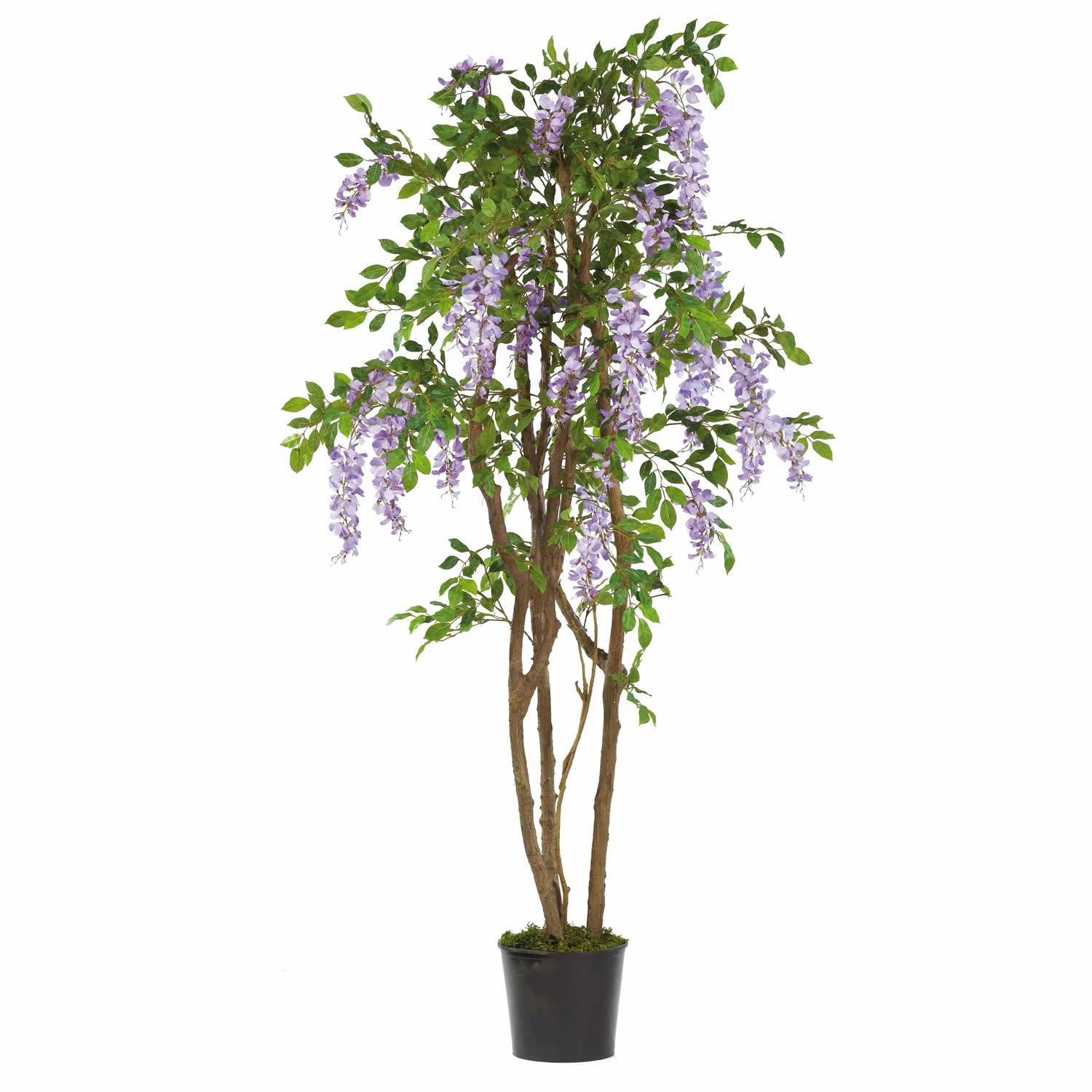 5 Foot Wisteria Tree: Potted