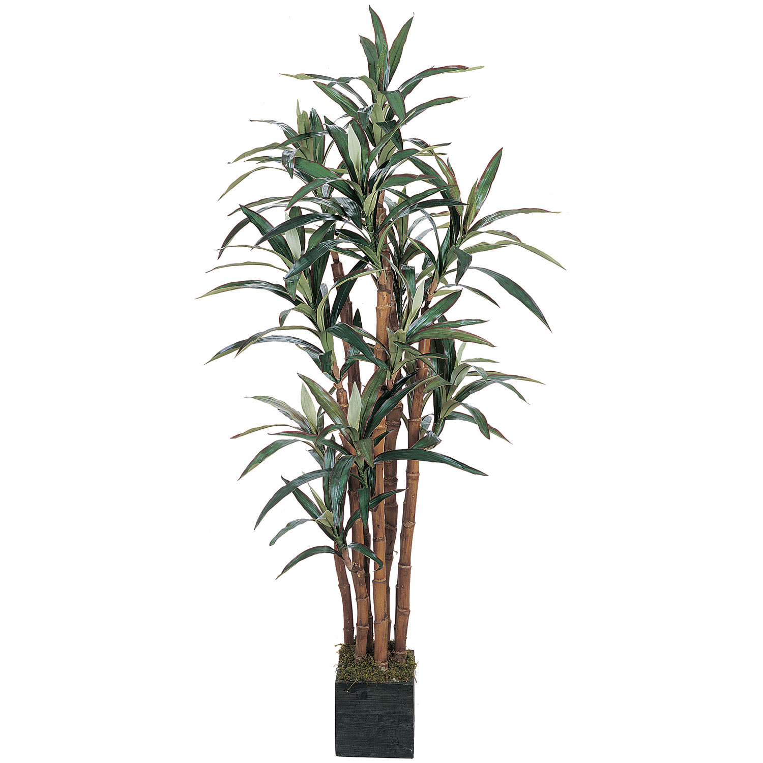 5 Foot Yucca Tree In Wooden Pot