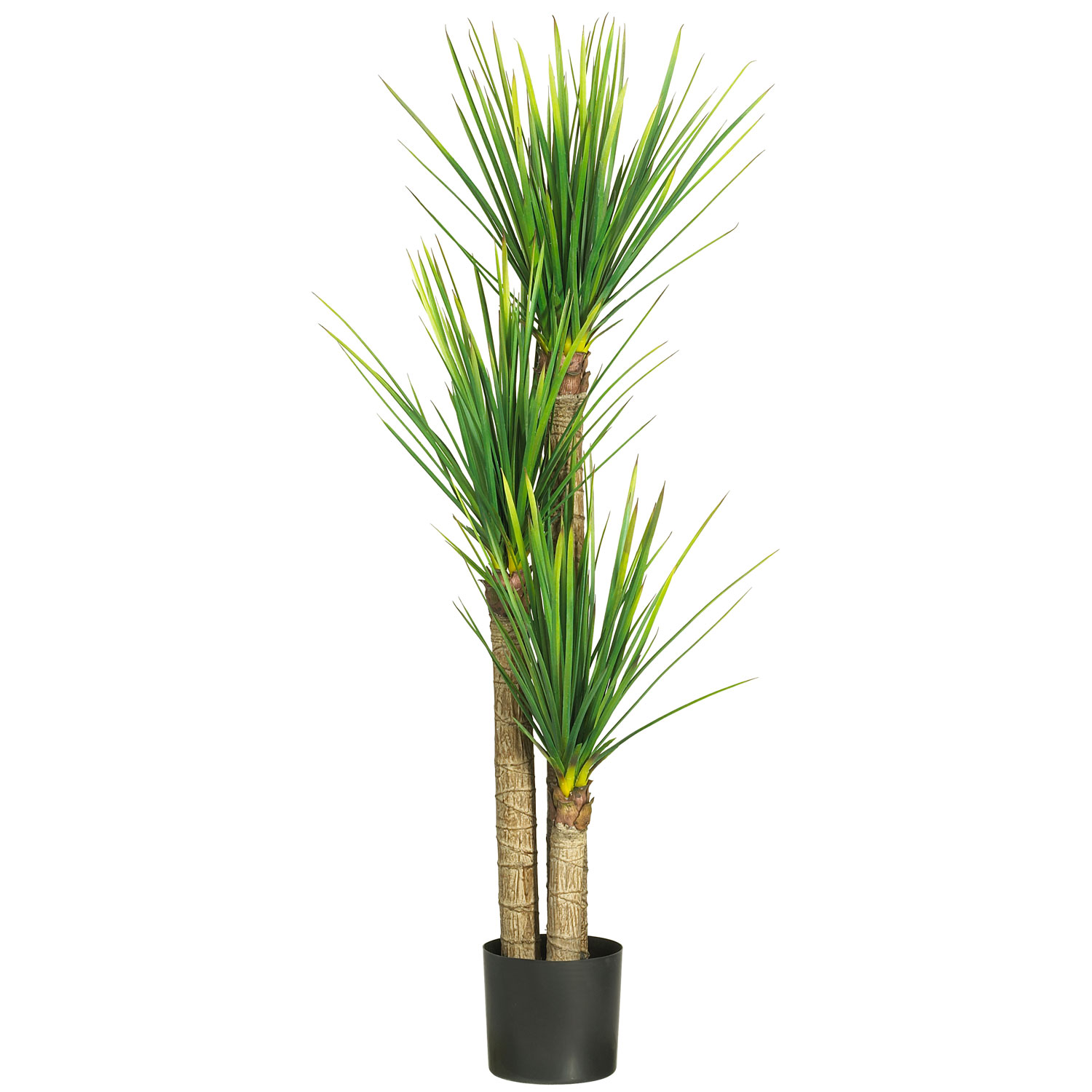 58.5 Inch Yucca Tree: Potted