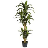 5 foot Yucca Tree: Potted