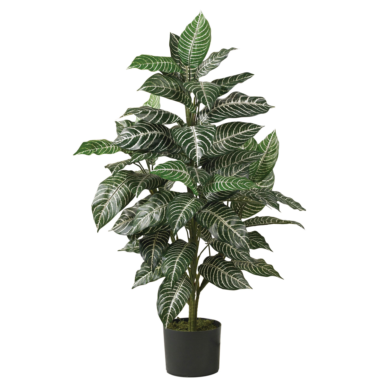 3 Foot Zebra Plant: Potted