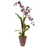 28.5 inch Indoor Silk Dancing Lady Orchid in Textured Decorative Vase