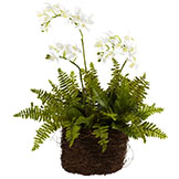 15 inch Indoor Mini Phalaenopsis Orchid & Fern in Birds Nest Planter