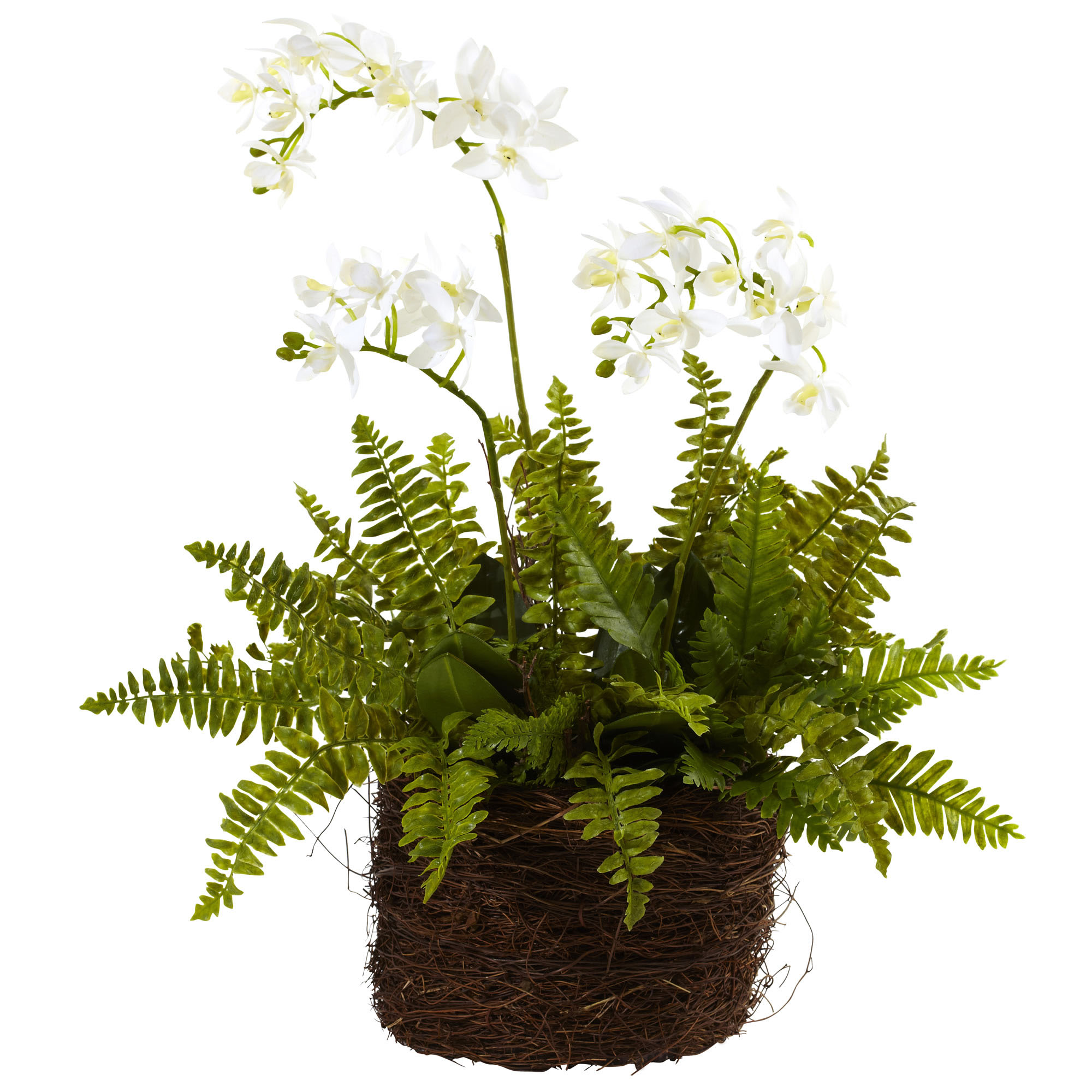 15 inch Indoor Mini Phalaenopsis Orchid & Fern in Birds Nest Planter
