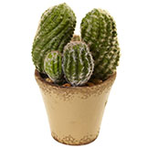 11.5 inch Indoor Silk Cactus Garden in Decorative Ceramic Planter