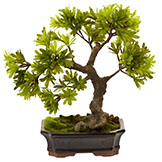 14 inch Indoor Silk Podocarpus in Mossed Base in Bonsai Planter