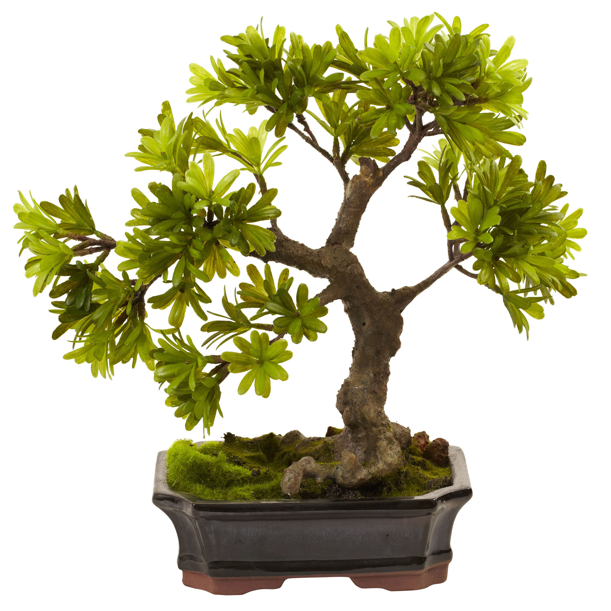 14 Inch Indoor Silk Podocarpus In Mossed Base In Bonsai Planter