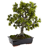 30 inch Indoor Giant Podocarpus in Mossed Base & Bonsai Planter