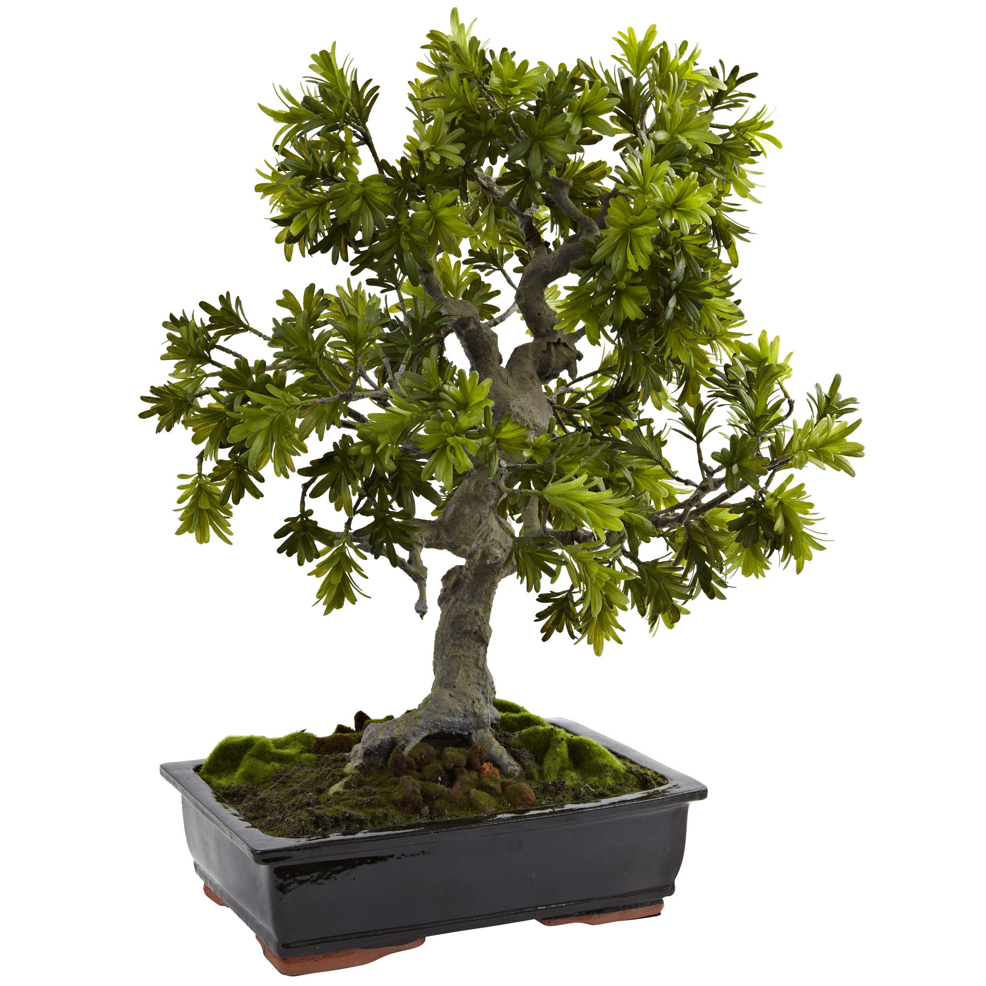 30 Inch Indoor Giant Podocarpus In Mossed Base & Bonsai Planter