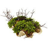 7 inch Indoor Succulent Garden Arrangement in Decorative Seashell Base
