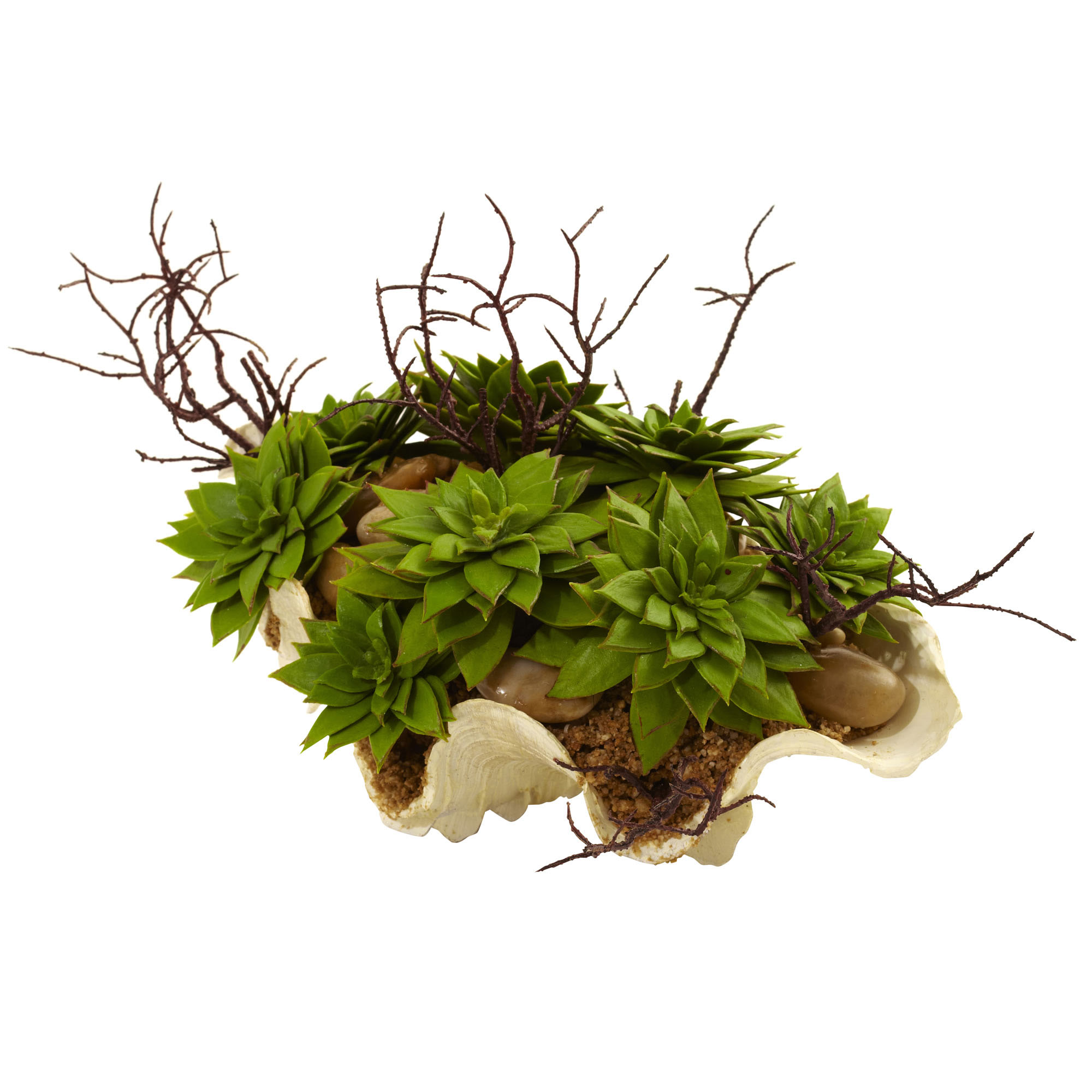 7 inch Indoor Succulent Garden Arrangement in Decorative Seashell Base