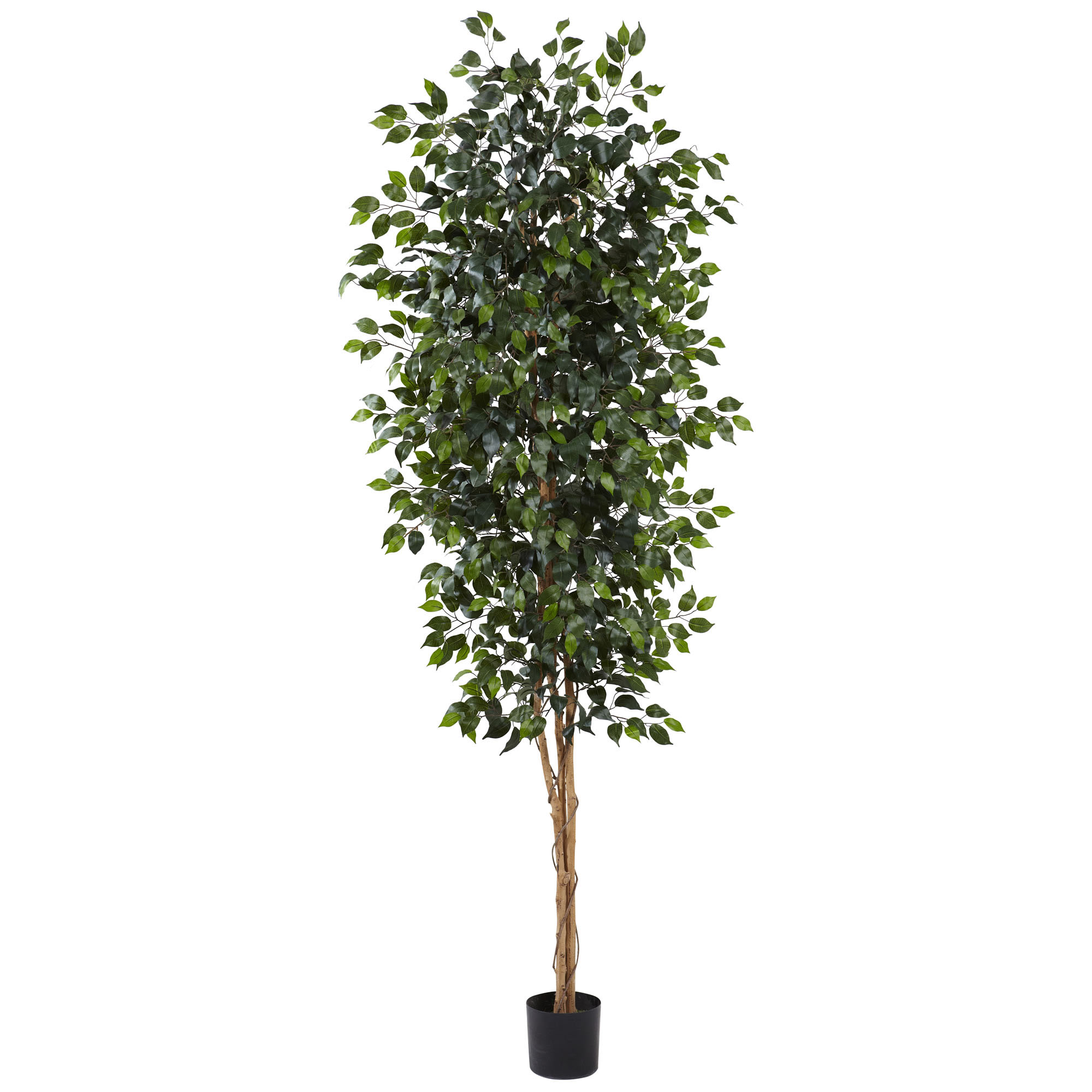 8 foot Indoor Silk Ficus Tree: Potted