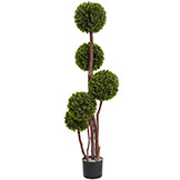 4 foot UV Resistant 5 Trunk Outdoor Boxwood Topiary: Potted