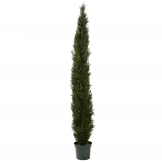 8 foot Slim Cedar Pine Tree: Potted (Not UV Protected)