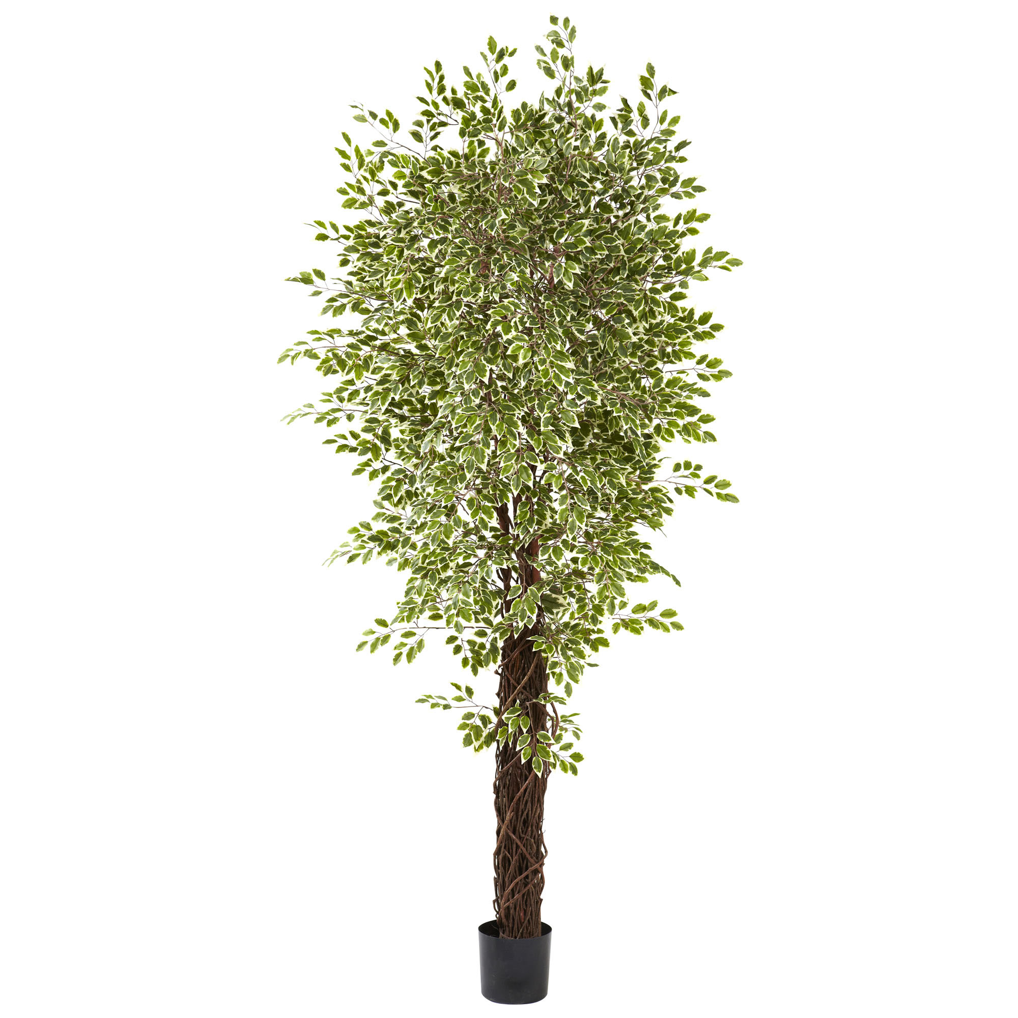 7.5 Foot Indoor Variegated Silk Mini Ficus Trees: Potted