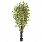 7.5 foot Indoor Variegated Silk Mini Ficus Trees: Potted