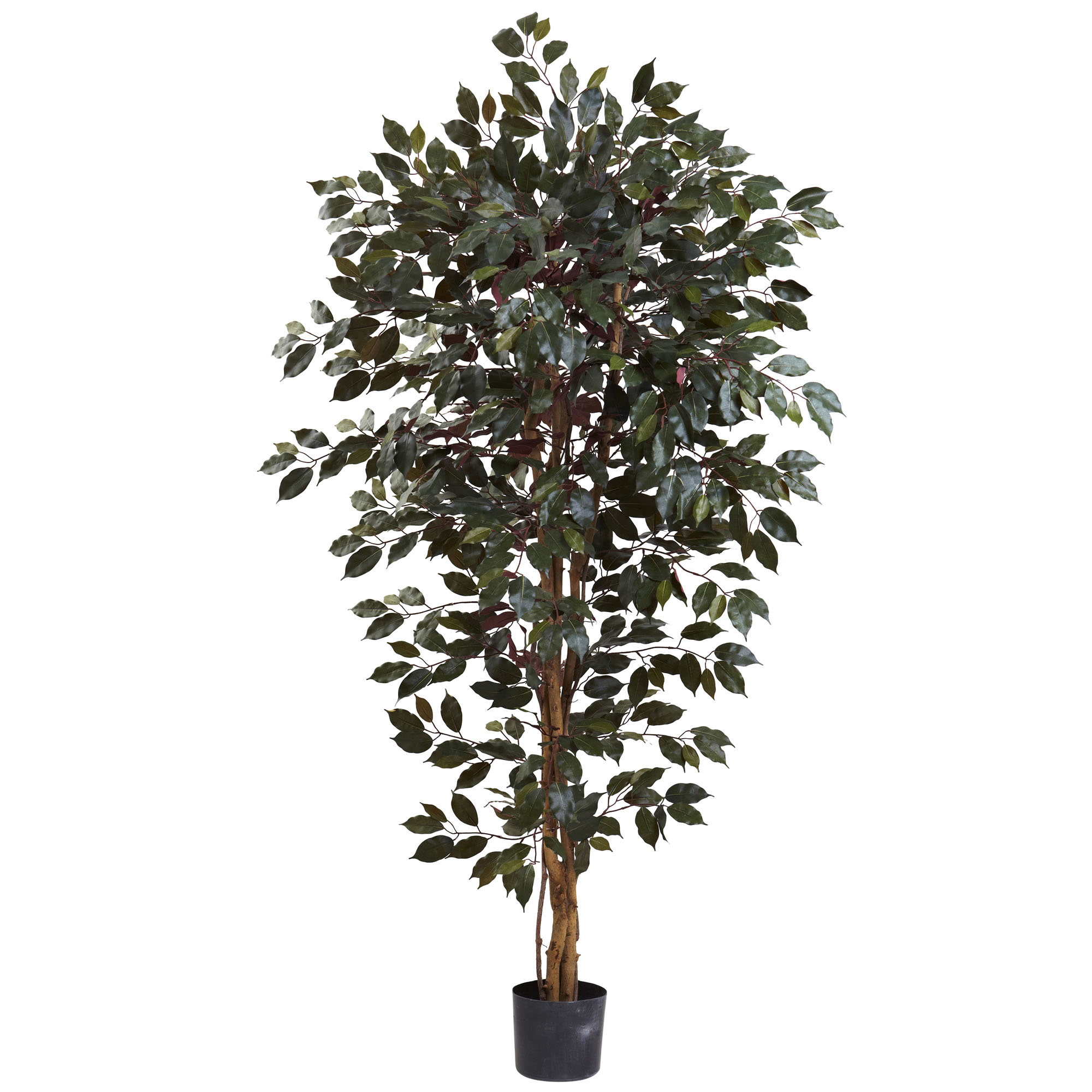 6 foot Indoor Silk Capensia Ficus Tree with 3 Trunks: Potted