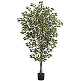 6 foot Indoor (3 Trunk) Silk Hawaiian Ficus Tree: Potted