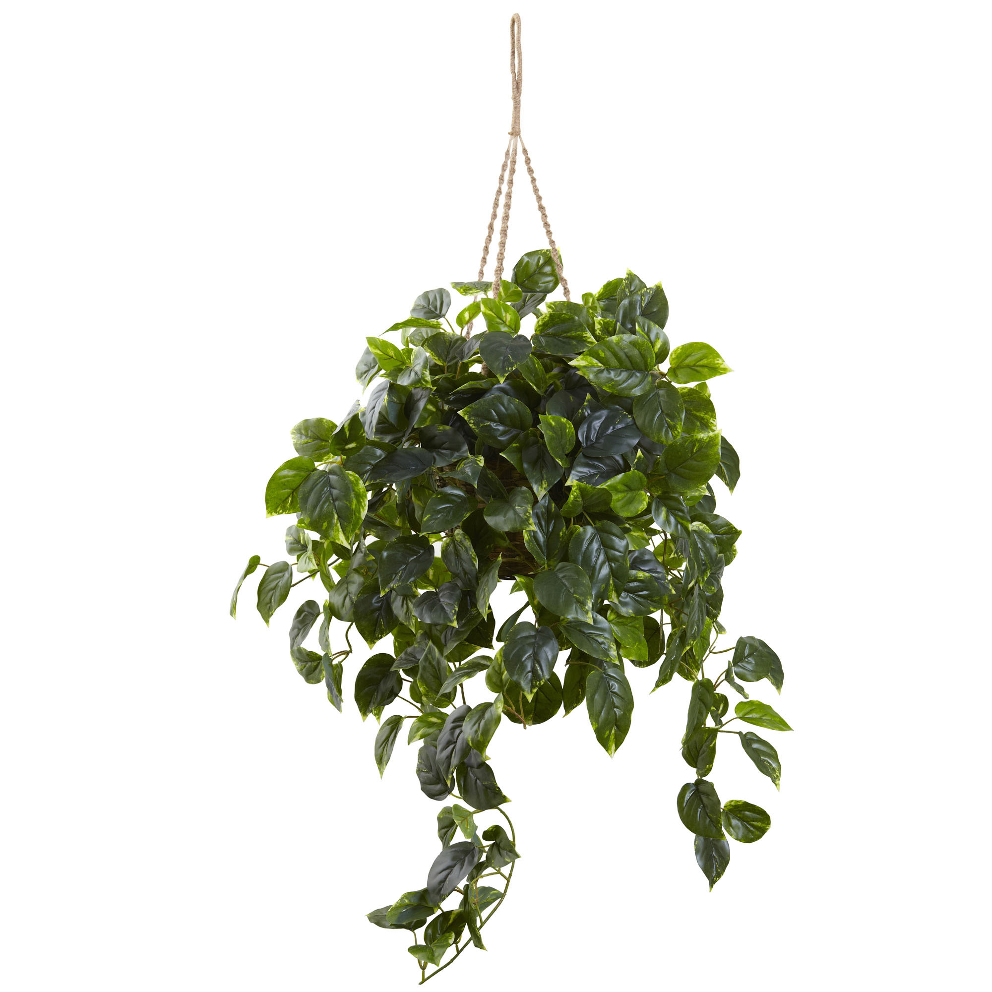 36 Inch Outdoor Pothos In Hanging Basket: Limited Uv