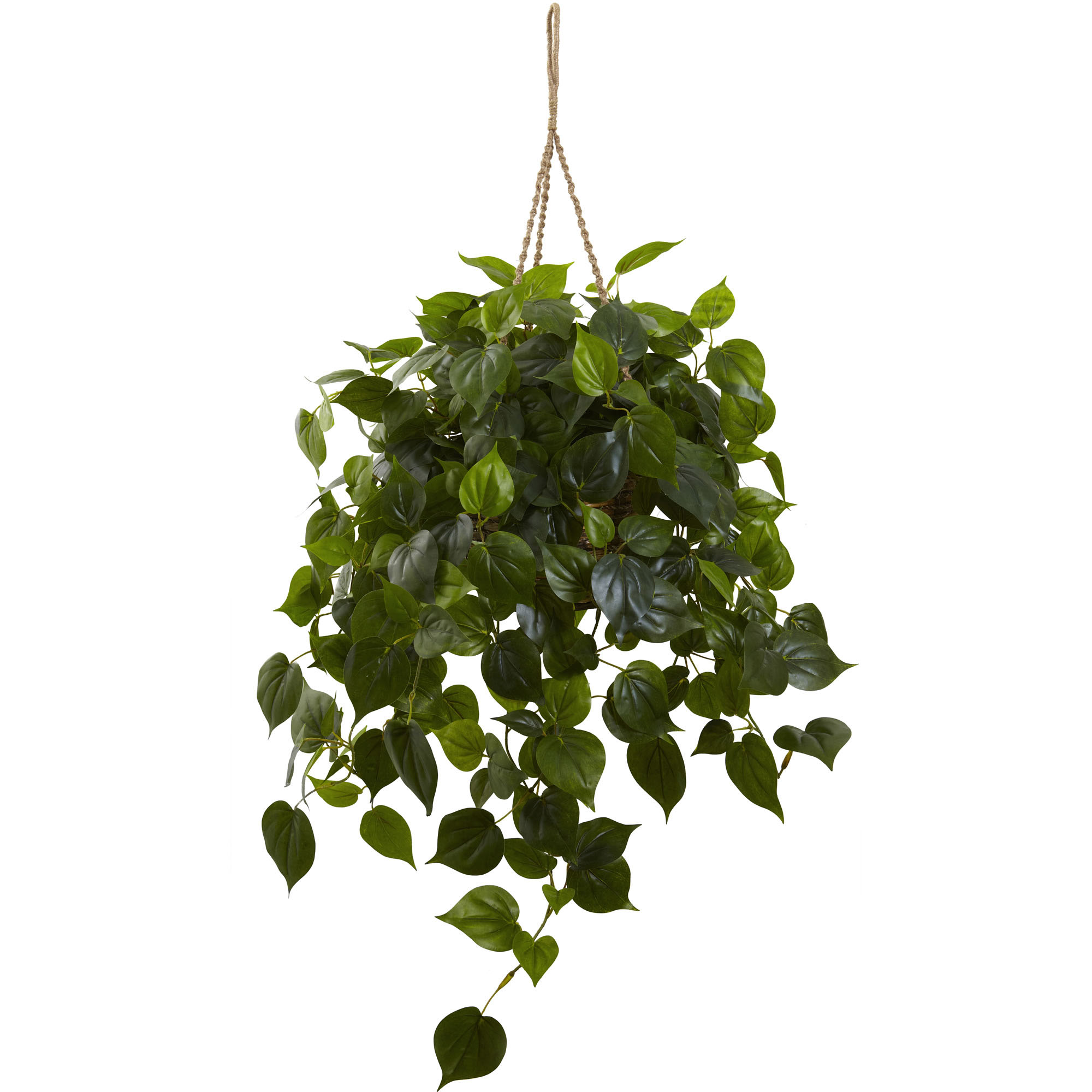 36 Inch Outdoor Philodendron In Hanging Basket: Limited Uv
