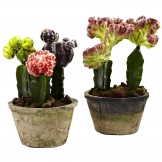 Indoor Silk Colorful Cactus Gardens (Set of 2): Potted