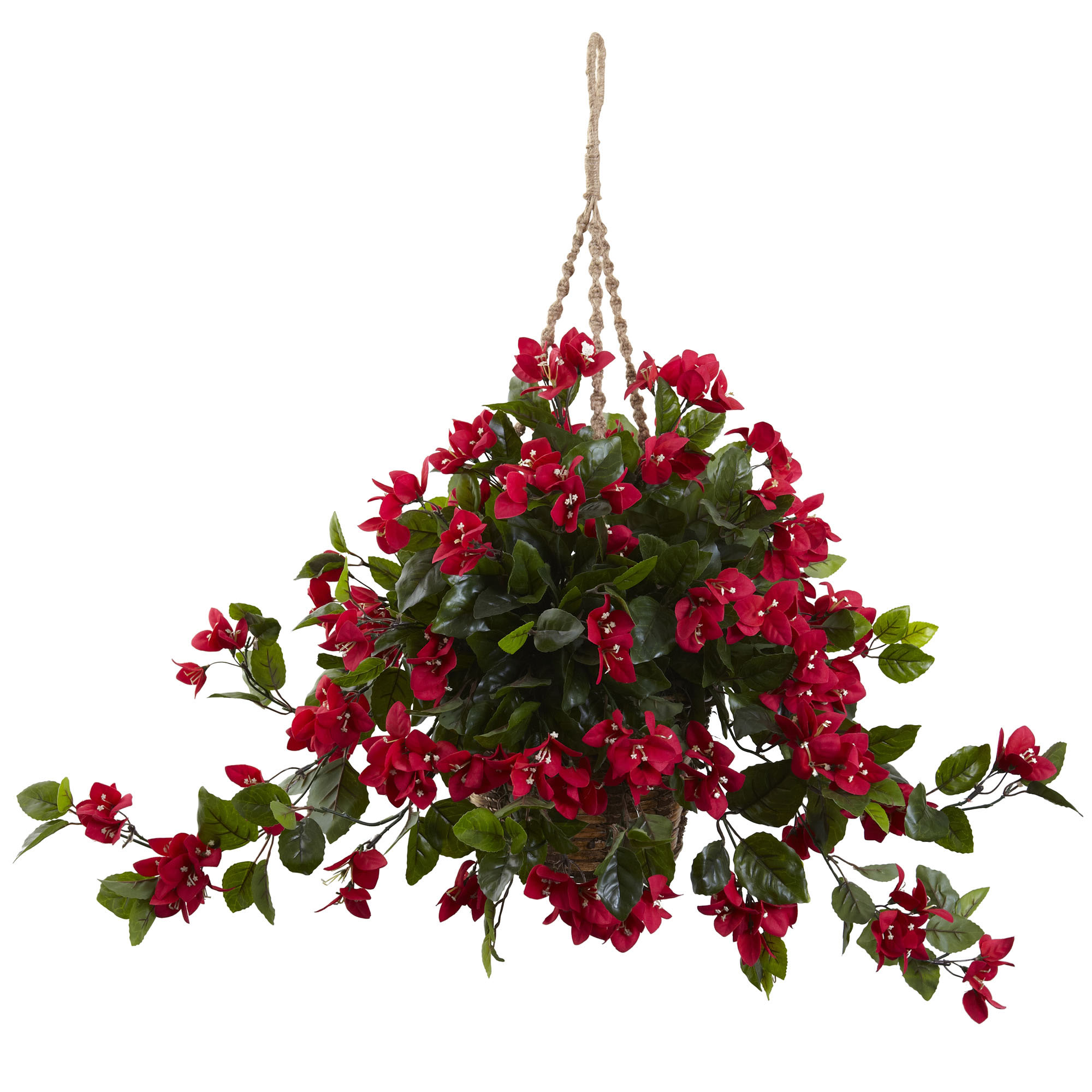 28 Inch Outdoor Bougainvillea In Hanging Basket: Limited Uv