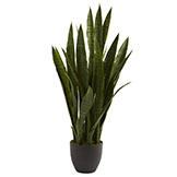 35 inch Sansevieria in Black Decorative Planter