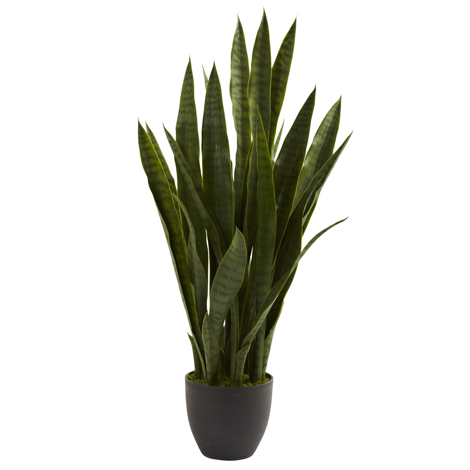 35 Inch Sansevieria In Black Decorative Planter