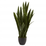 35 inch Sansevieria in Black Decorative Planter