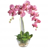 Phalaenopsis Orchid with Glass Vase