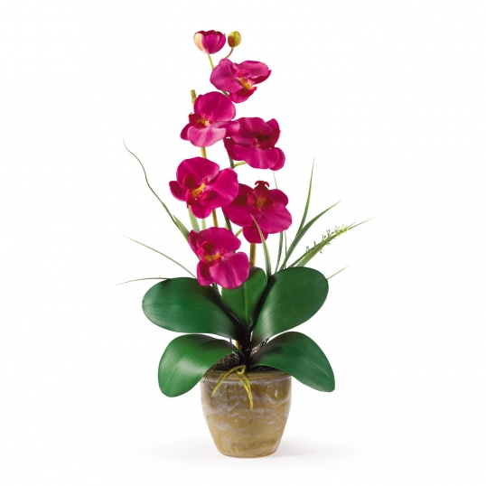 Single Stem Phalaenopsis Orchid Arrangement