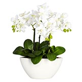 Phalaenopsis Silk Arrangement
