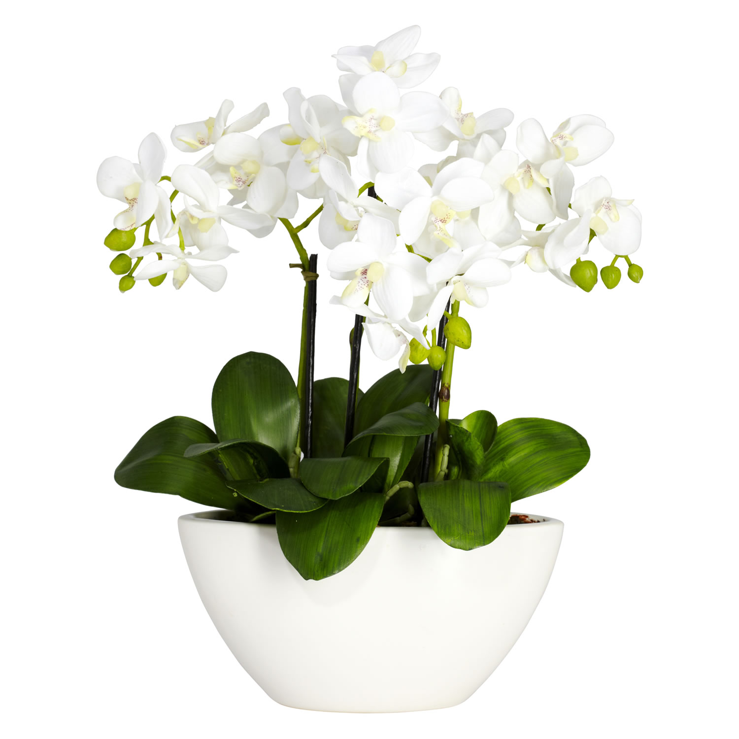 Phalaenopsis Silk Arrangement 4804