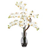 Phalaenopsis Orchid Arrangement in Vase