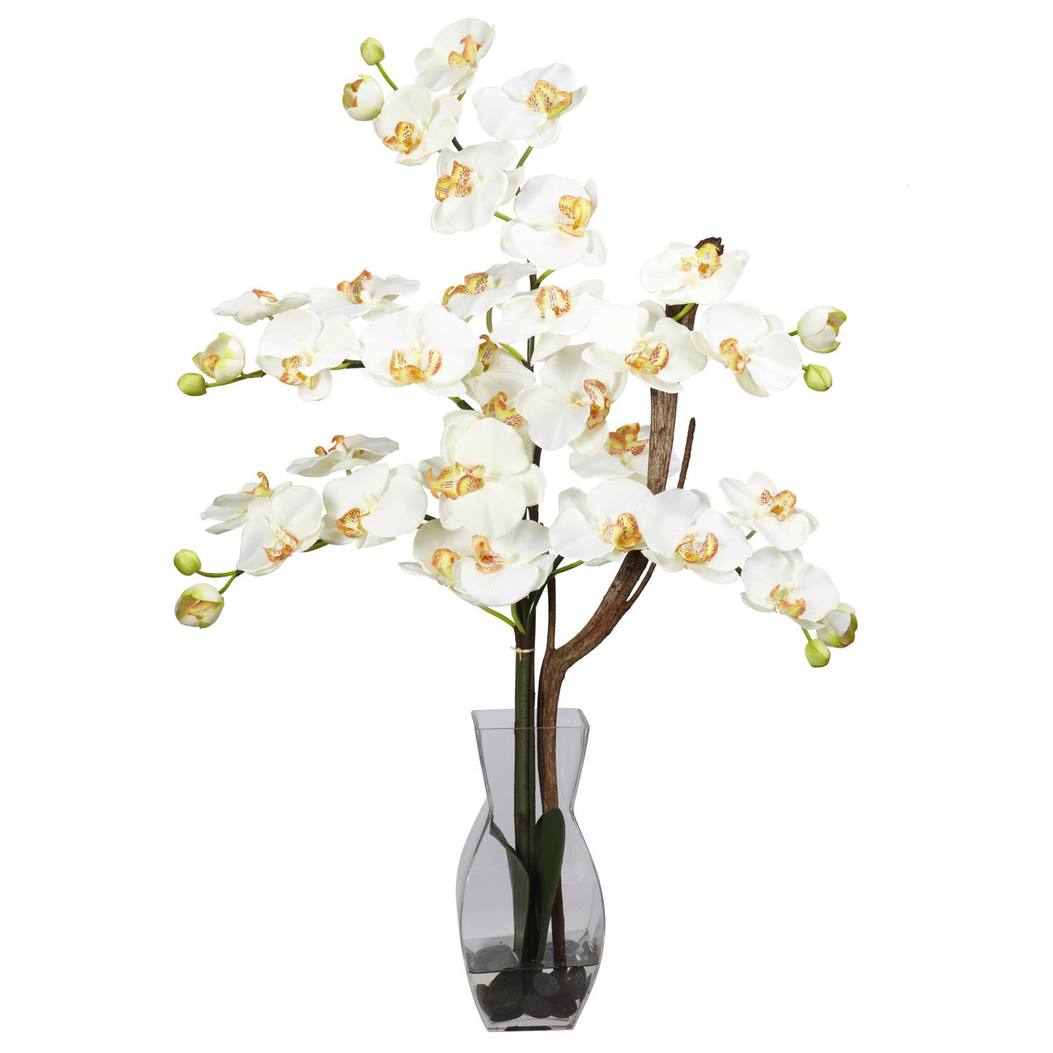 Phalaenopsis Orchid Arrangement in Vase