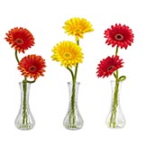 Gerber Daisy with Bud Vase (Set of 3)