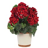Geranium Silk Plant