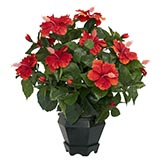 Silk Hibiscus in Black Hexagon Vase