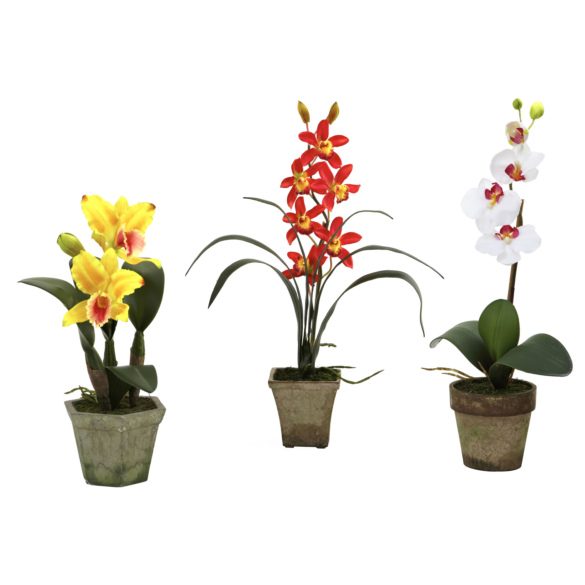 Mixed Potted Orchid Arrangements: Multiple Colors (Set of 3)