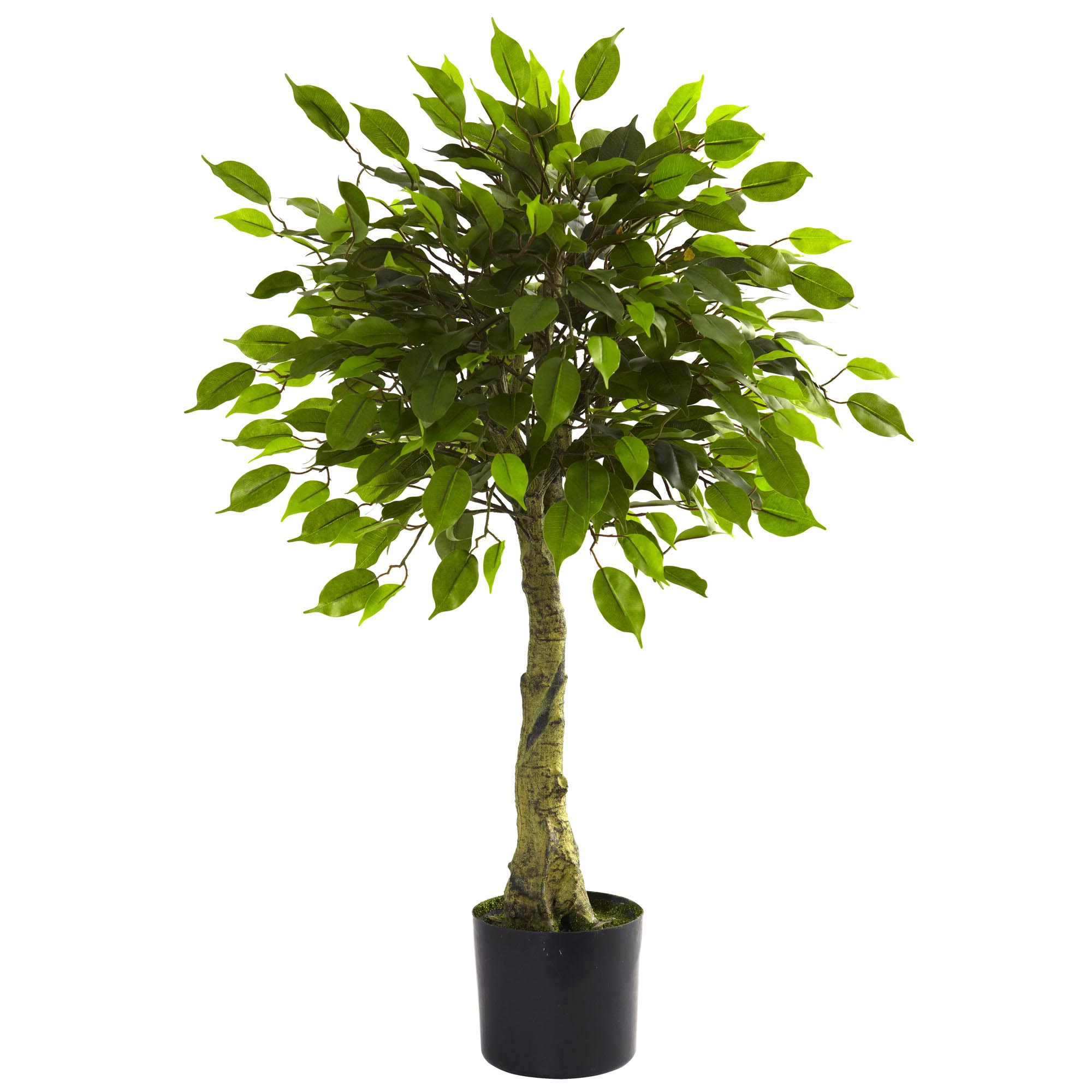 ficus trees resistant biljke potted microcarpa ginseng svaki bathroom artificialplantsandtrees enterijera wroughtironhaven