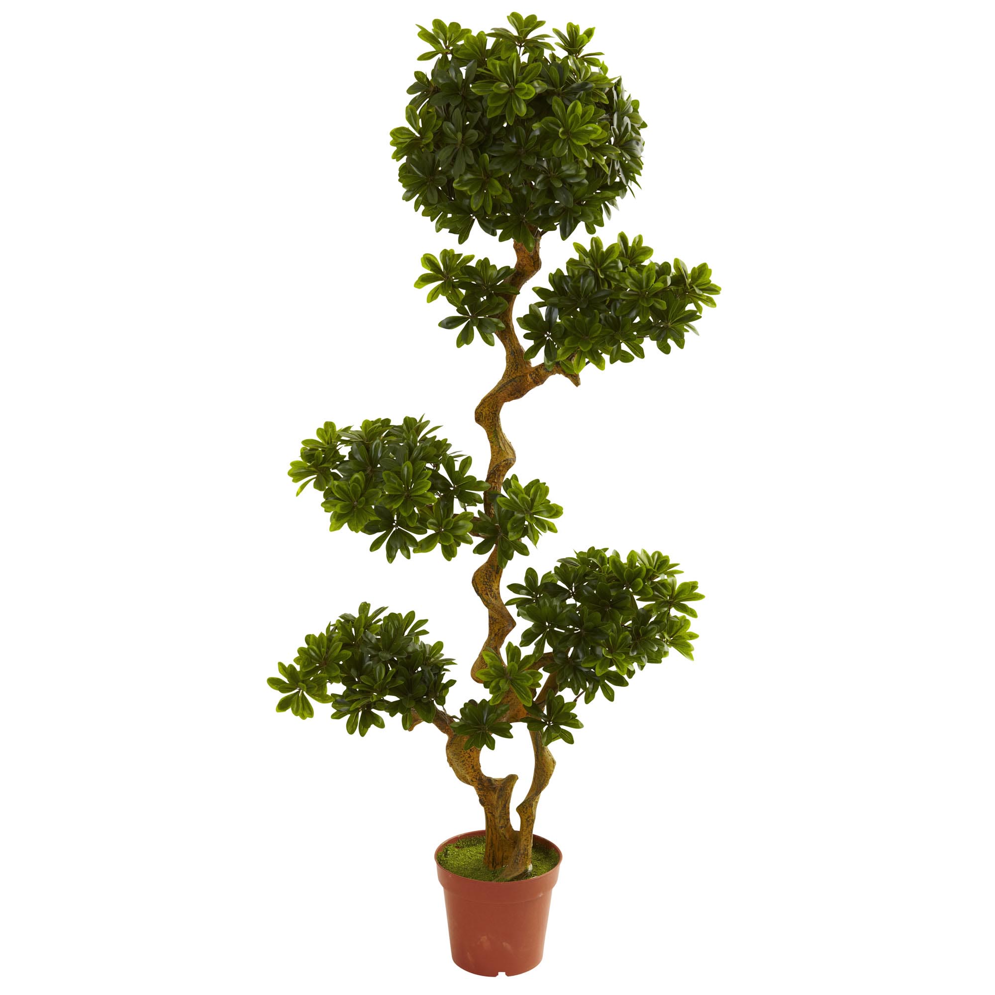 5 Foot Outdoor Artificial Pittosporum: Limited Uv