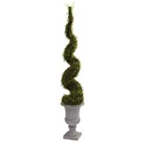 5 foot Silk Mohlenbechia Spiral Tree in Decorative Urn